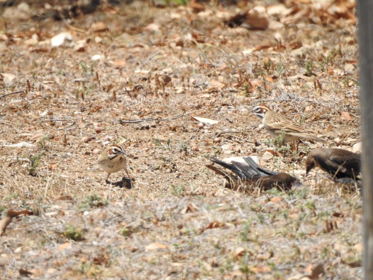 Lark Sparrow - Joseph Aubert