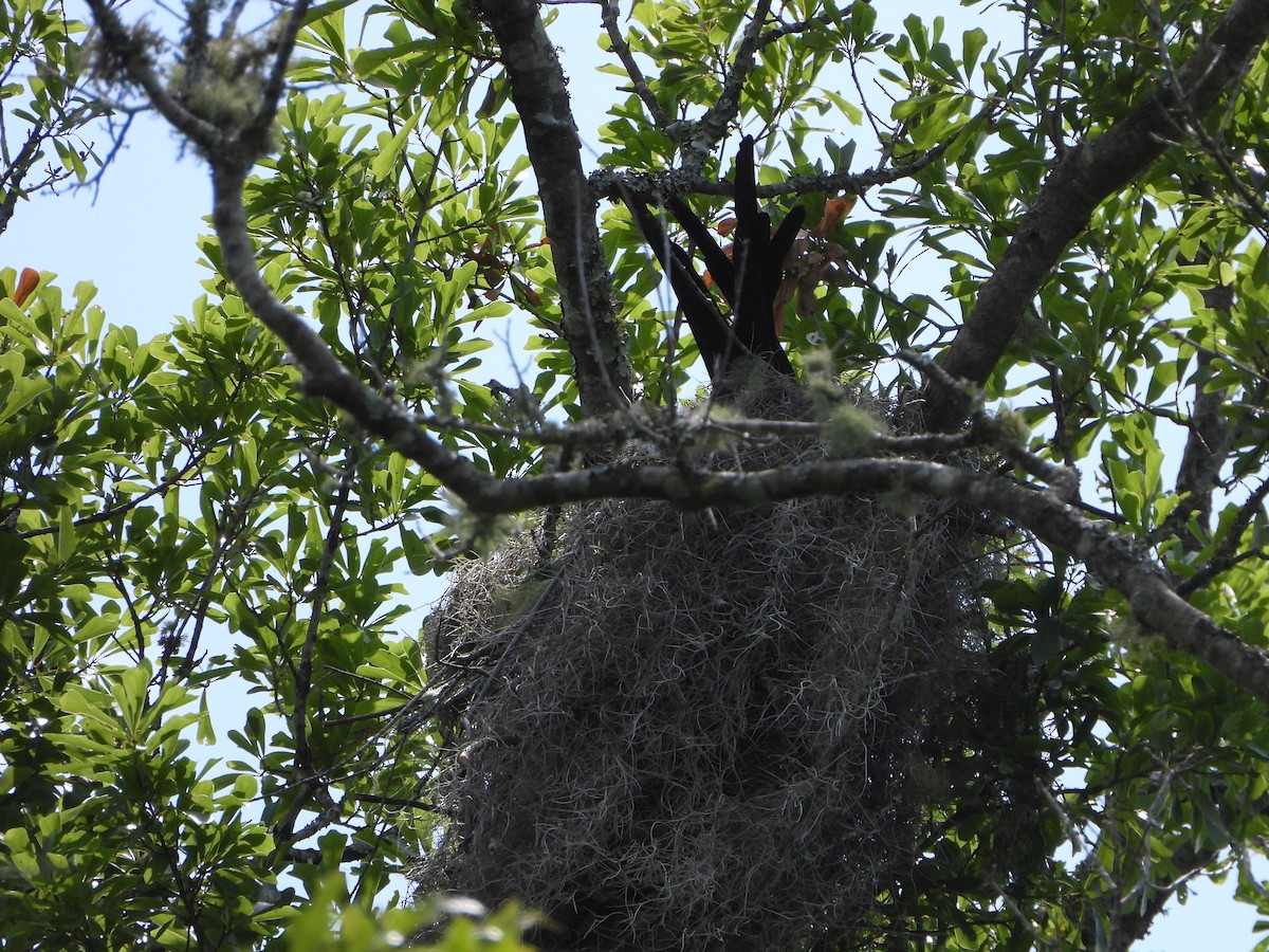 Swallow-tailed Kite - ML618535871