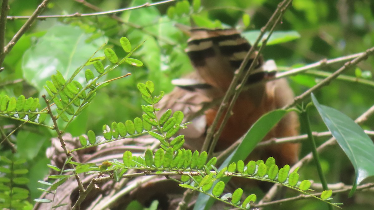 Puerto Rican Lizard-Cuckoo - ML618535897