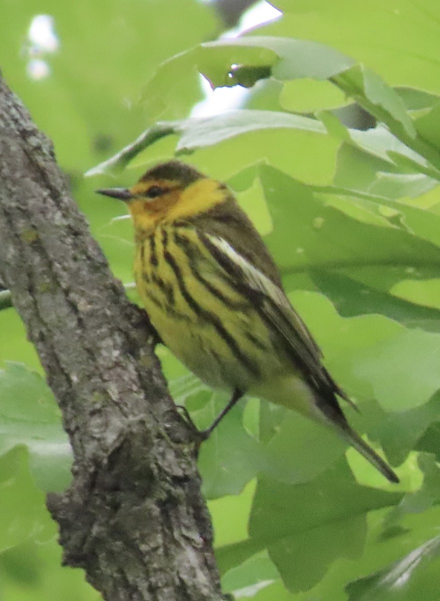 Cape May Warbler - ML618535911