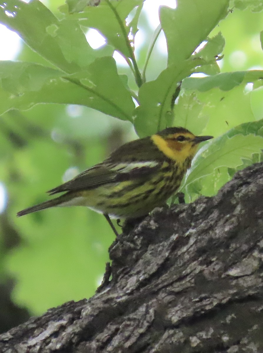 Cape May Warbler - ML618535912