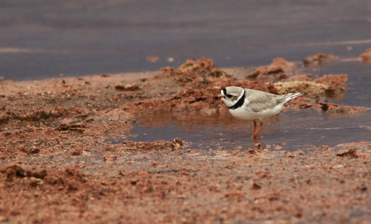Piping Plover - Scotty Lofland