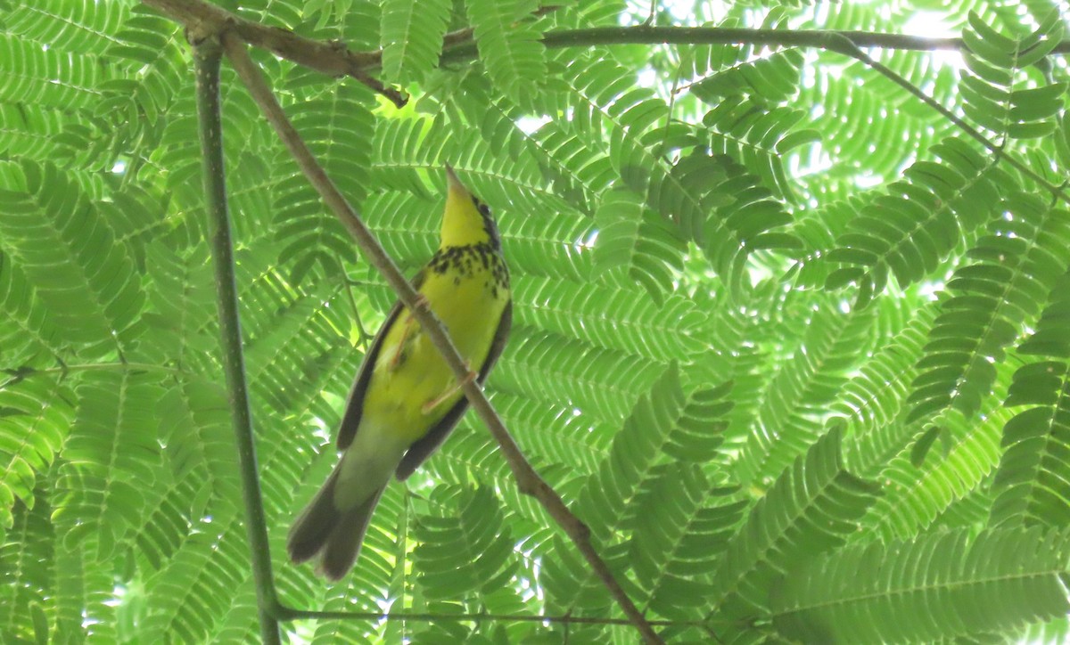 Canada Warbler - ML618535959