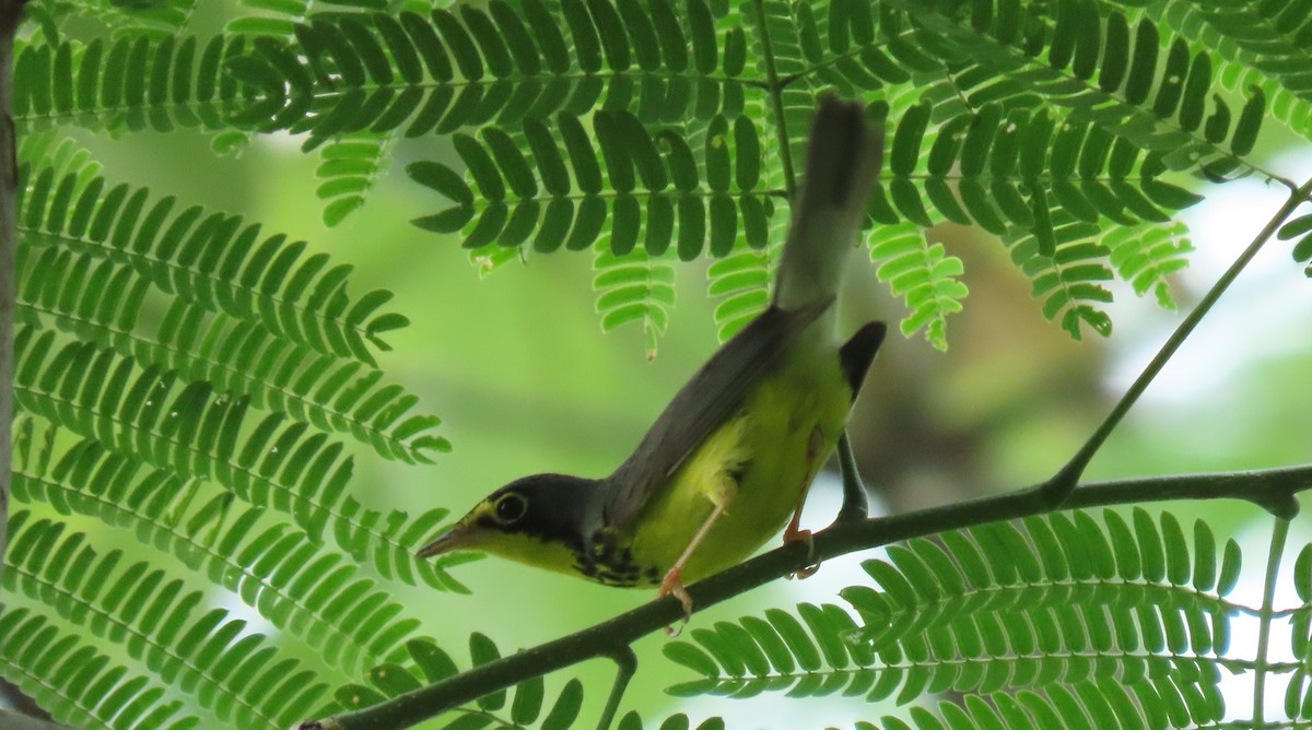 Canada Warbler - ML618535960