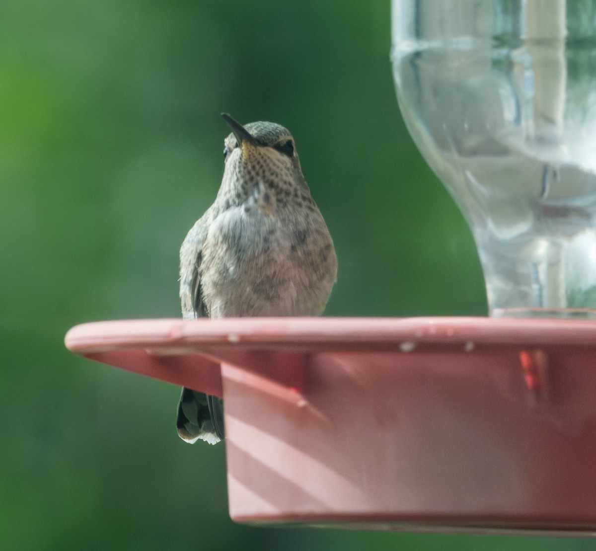 Calliope Hummingbird - ML618535961