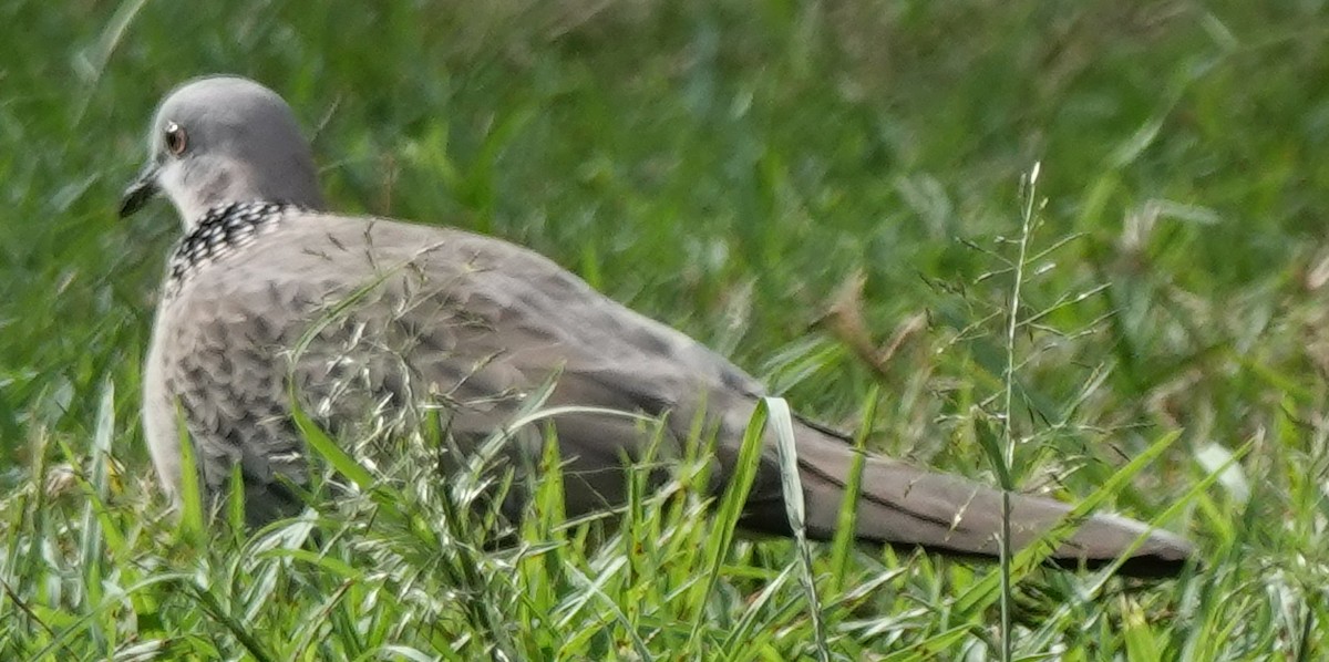 Spotted Dove - Alan Coates