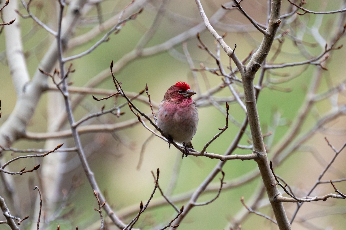 Cassin's Finch - Matt Blaze