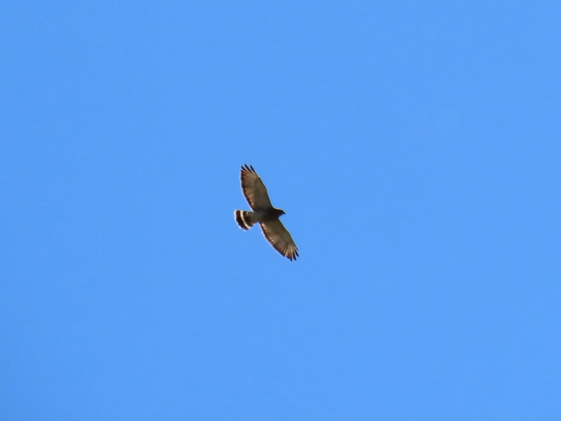 Broad-winged Hawk - ML618536007