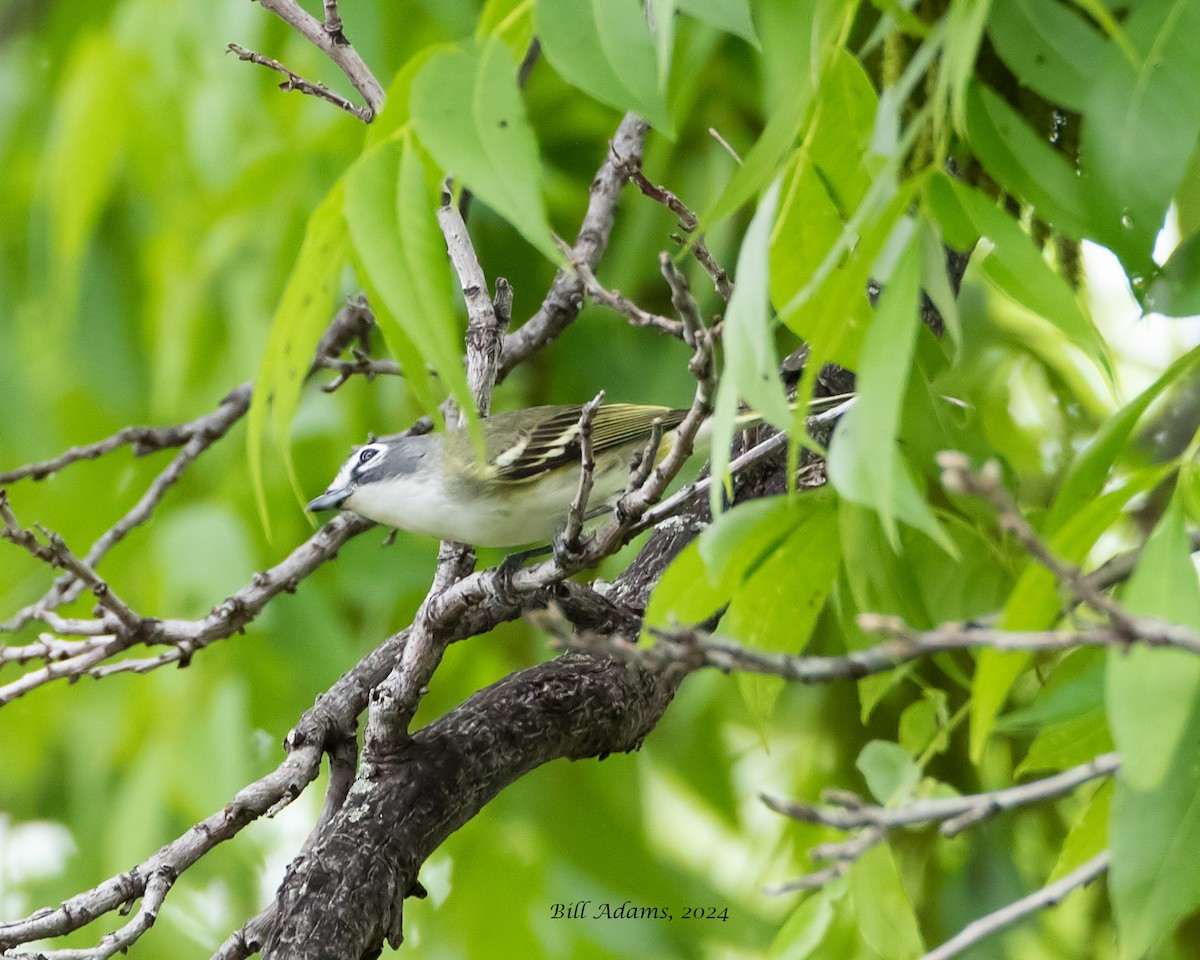 Blue-headed Vireo - ML618536050