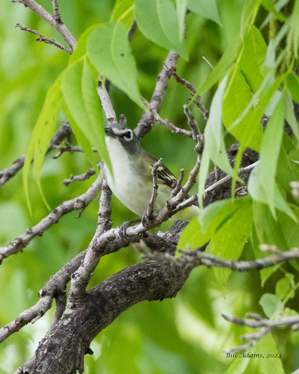 Blue-headed Vireo - ML618536051