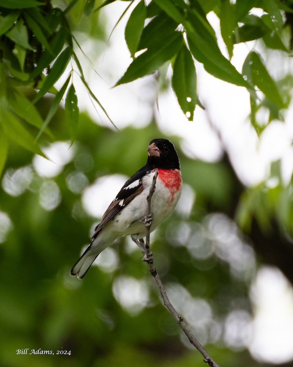 Rose-breasted Grosbeak - ML618536056