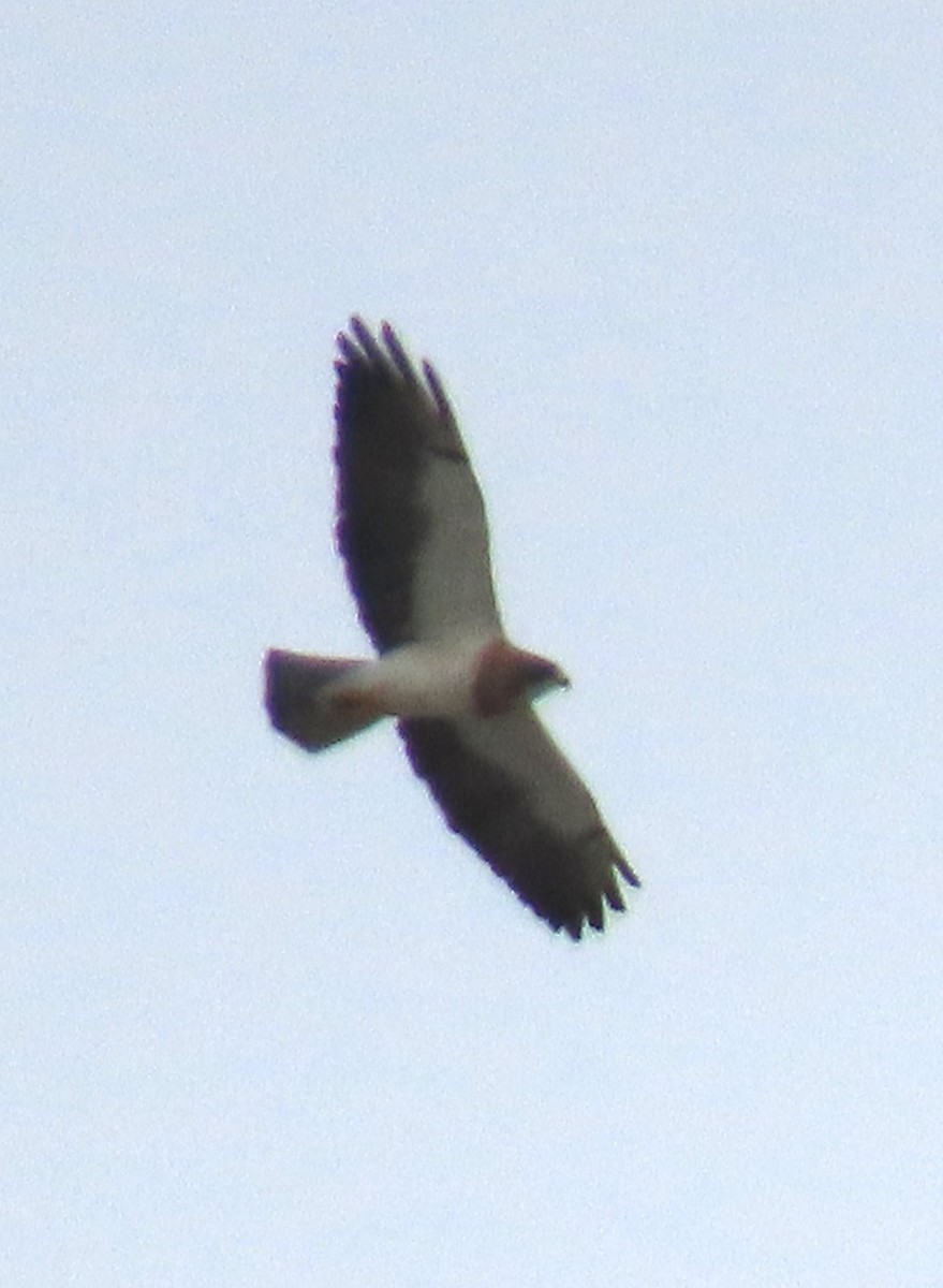 Swainson's Hawk - Jeff  Witters