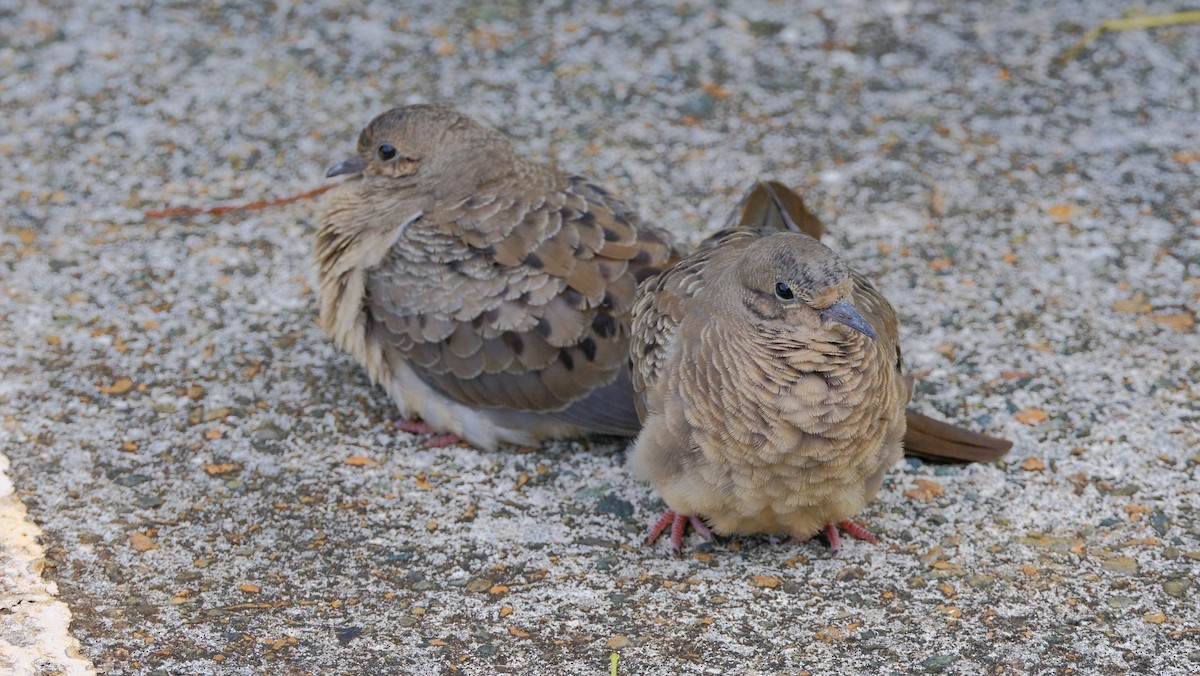 Mourning Dove - Andrea Webb