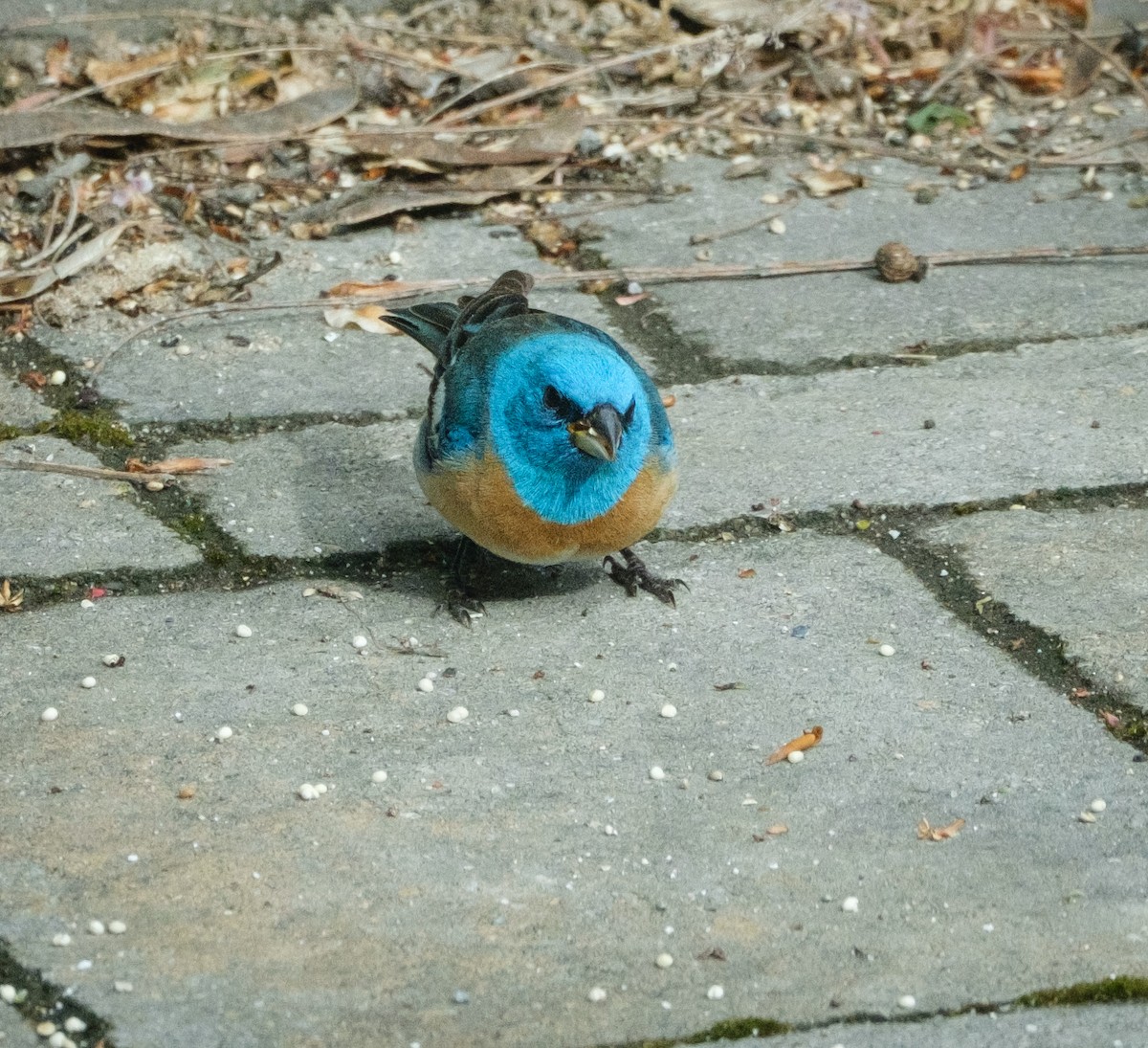 Lazuli Bunting - ML618536073