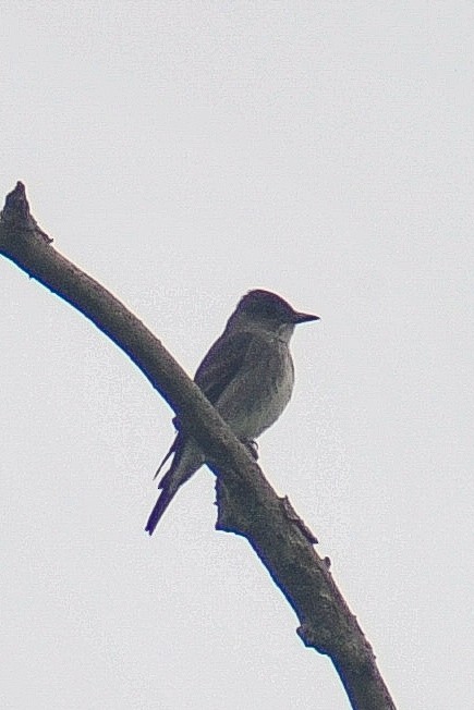 Olive-sided Flycatcher - John Kippe