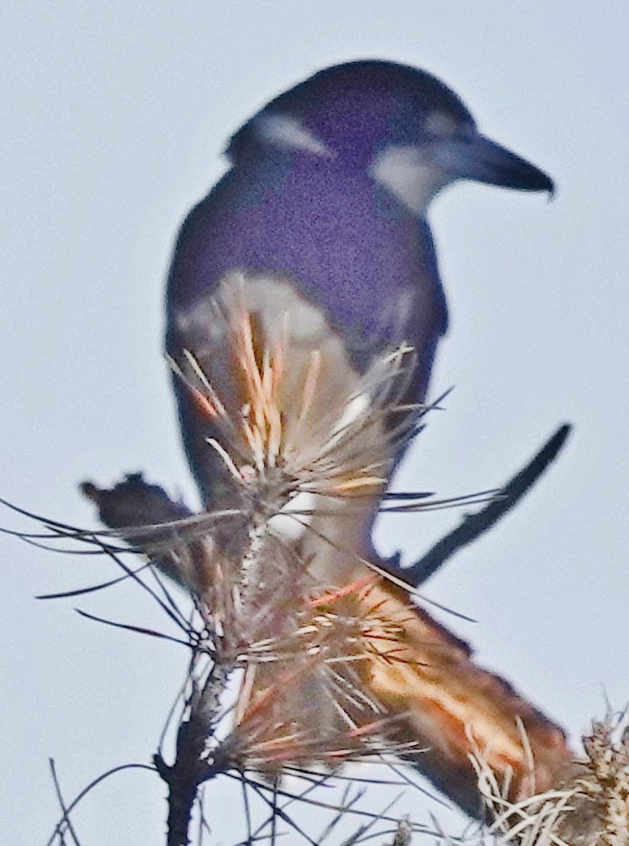 Gray Butcherbird - Alan Coates