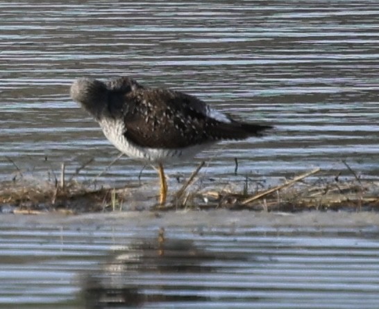 Greater Yellowlegs - ML618536143