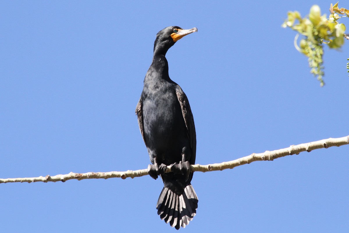 Cormoran à aigrettes - ML618536151