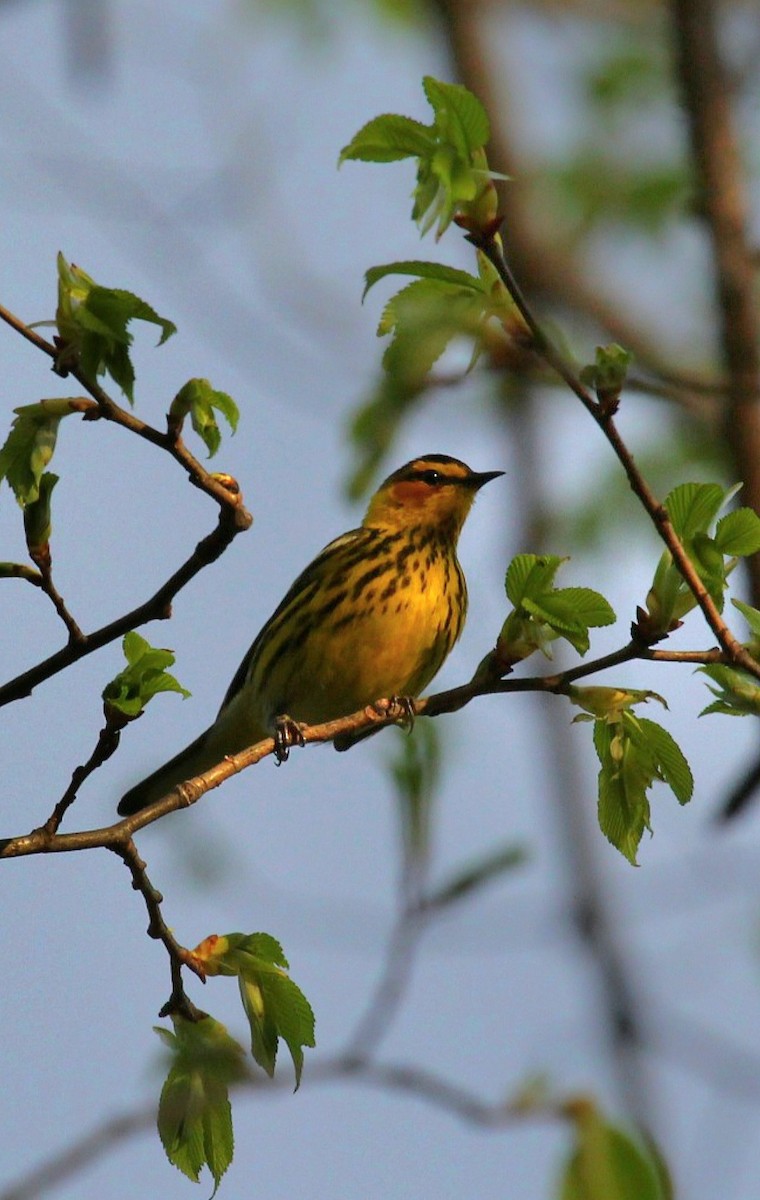 Cape May Warbler - ML618536161