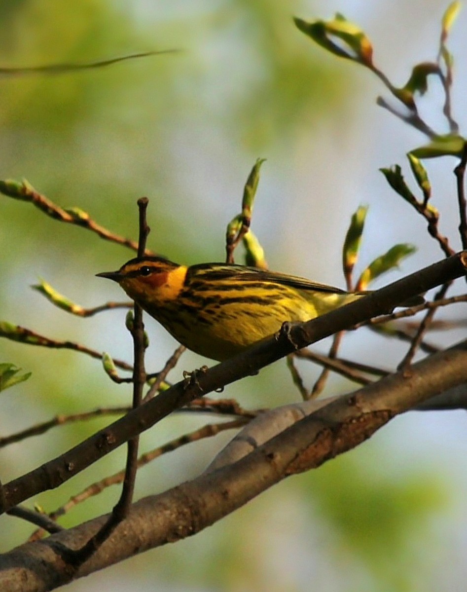 Cape May Warbler - ML618536162