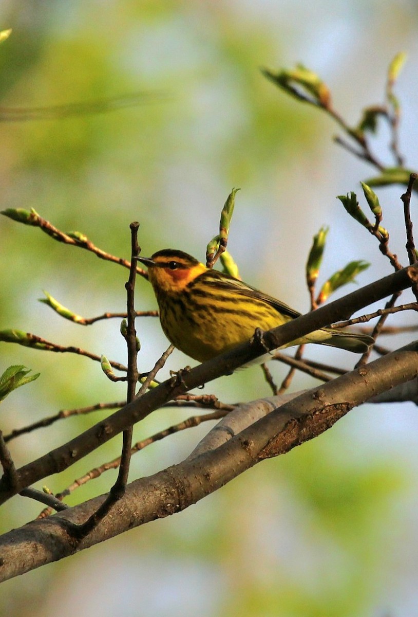 Cape May Warbler - ML618536163