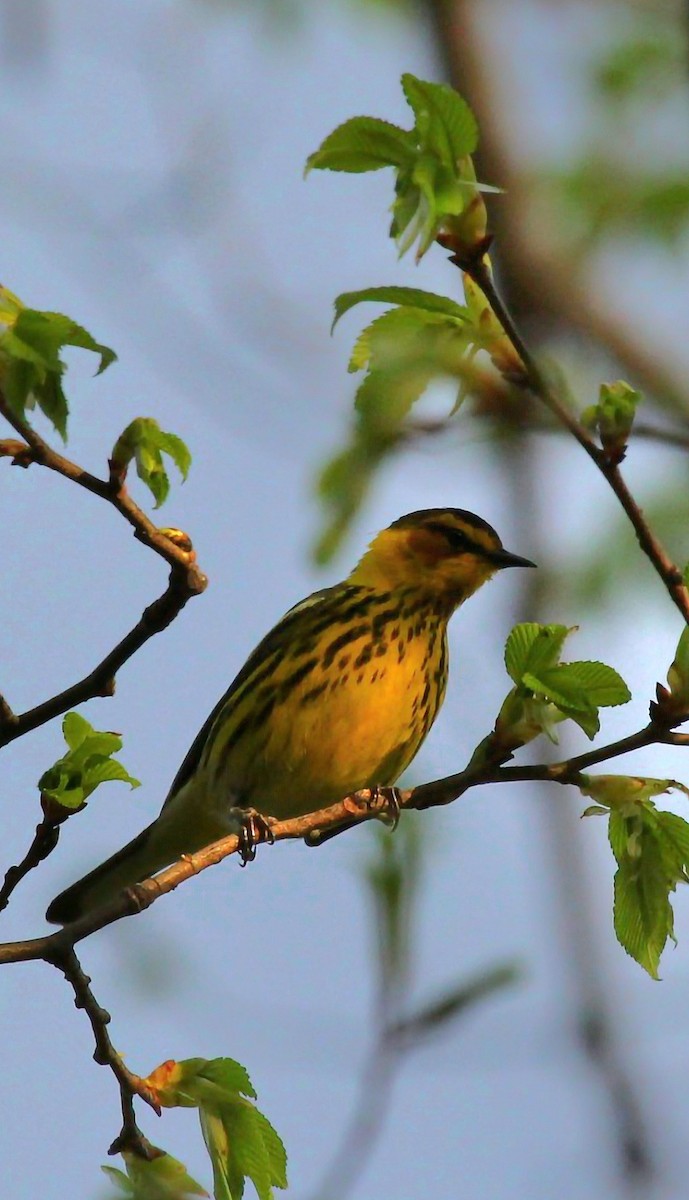 Cape May Warbler - ML618536164