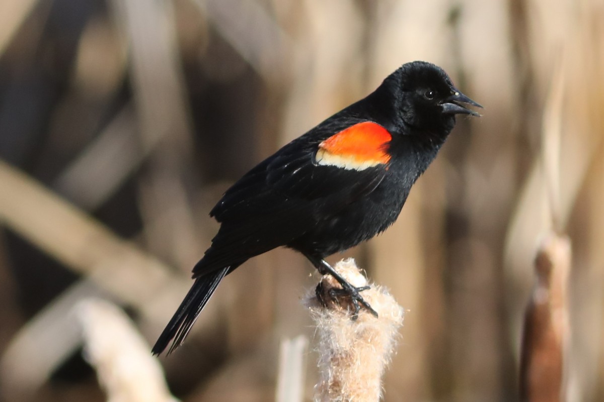 Red-winged Blackbird - ML618536179