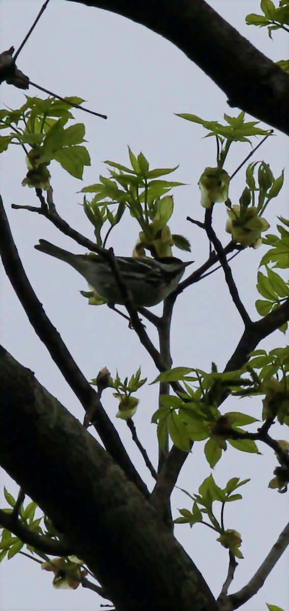 Paruline rayée - ML618536182