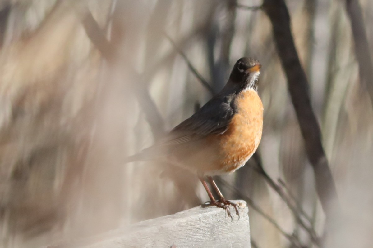 American Robin - Irene Crosland