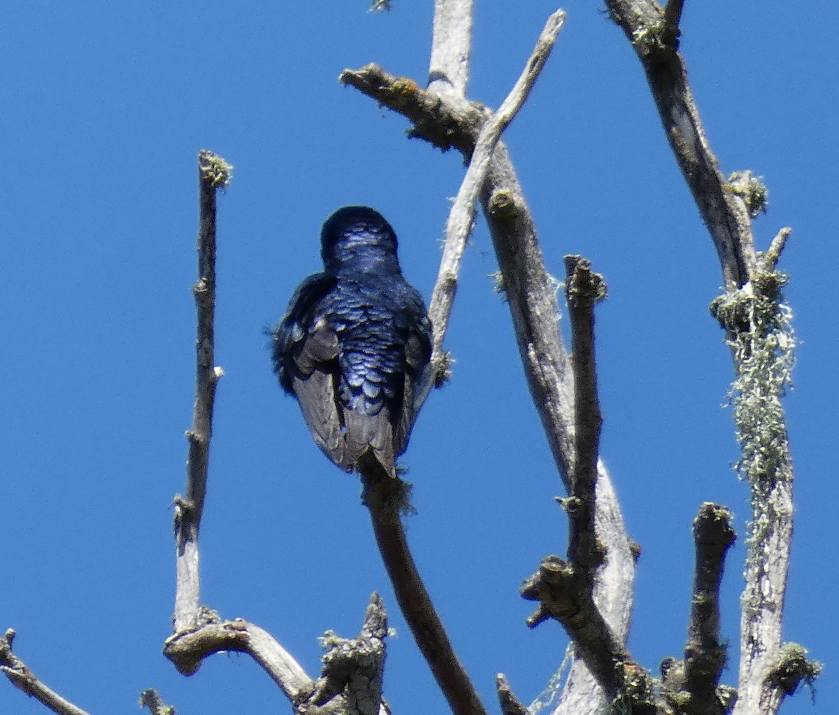 Purple Martin - Libby Patten