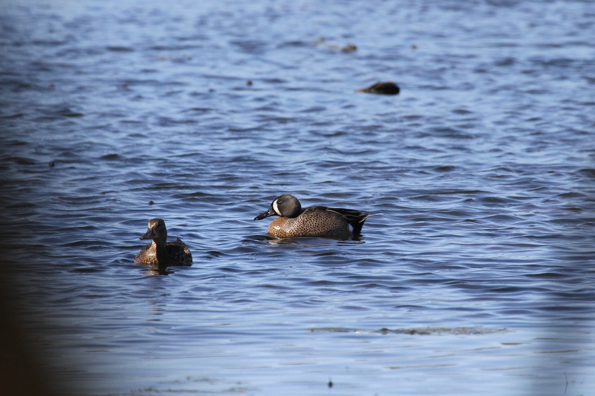 Blue-winged Teal - ML618536215