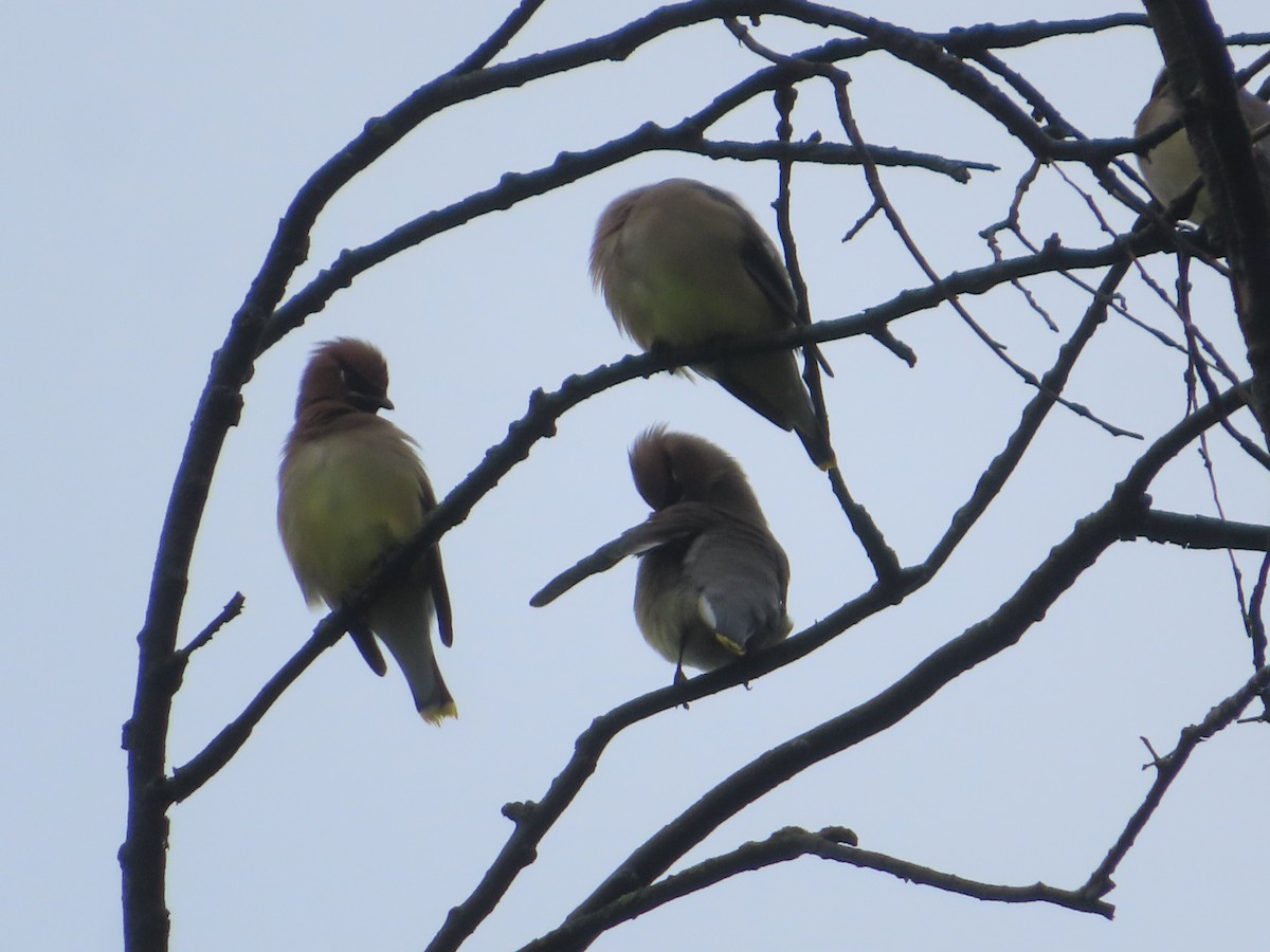 Cedar Waxwing - Ken Clark