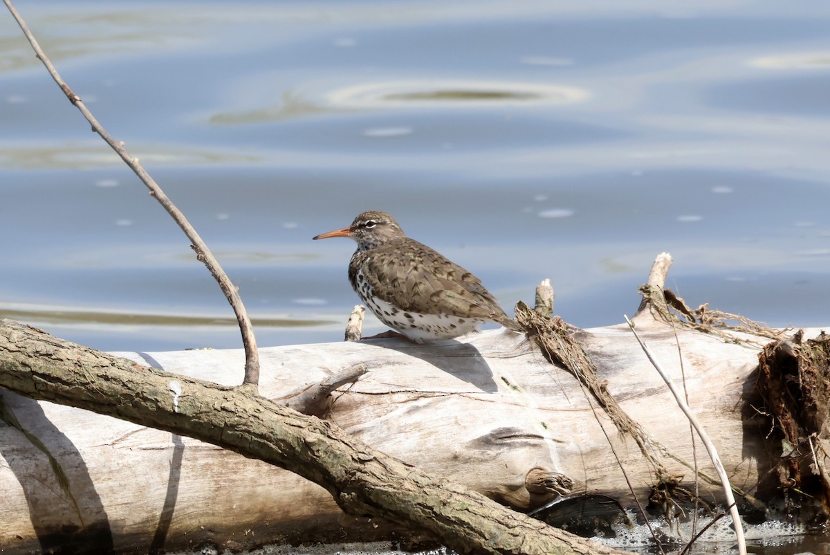 Spotted Sandpiper - ML618536272