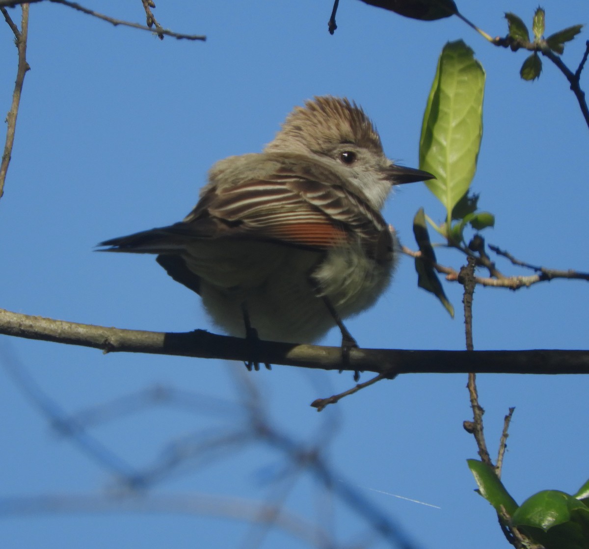 Ash-throated Flycatcher - Gregory Zbitnew