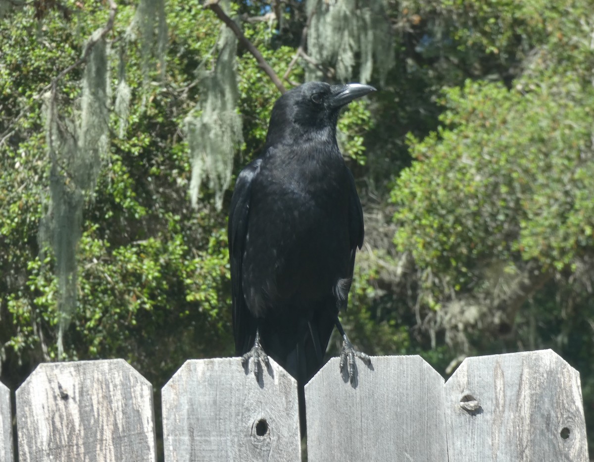 American Crow - Libby Patten