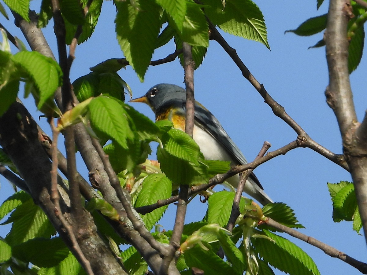 Northern Parula - Chad Wilson