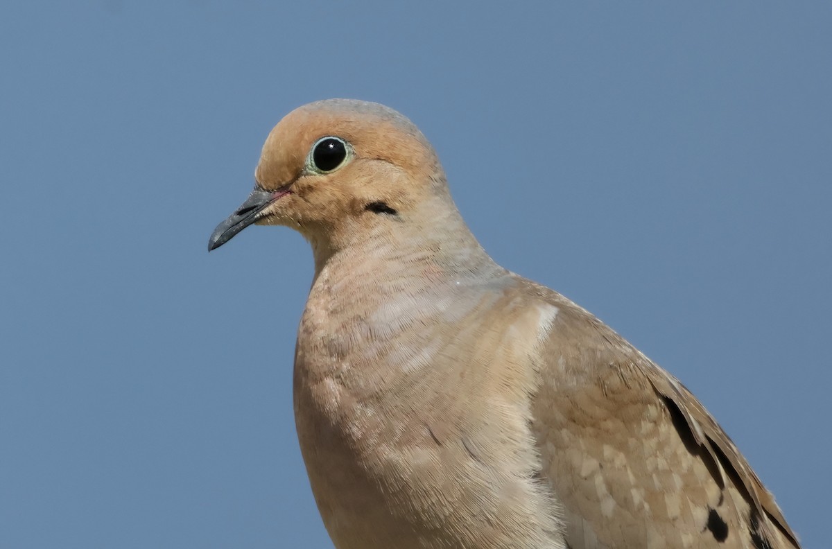 Mourning Dove - ML618536324