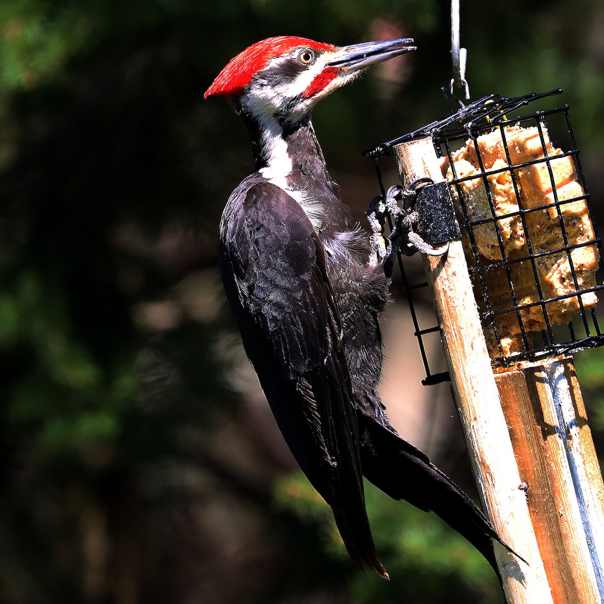 Pileated Woodpecker - Ron and Linda (Tozer) Johnston