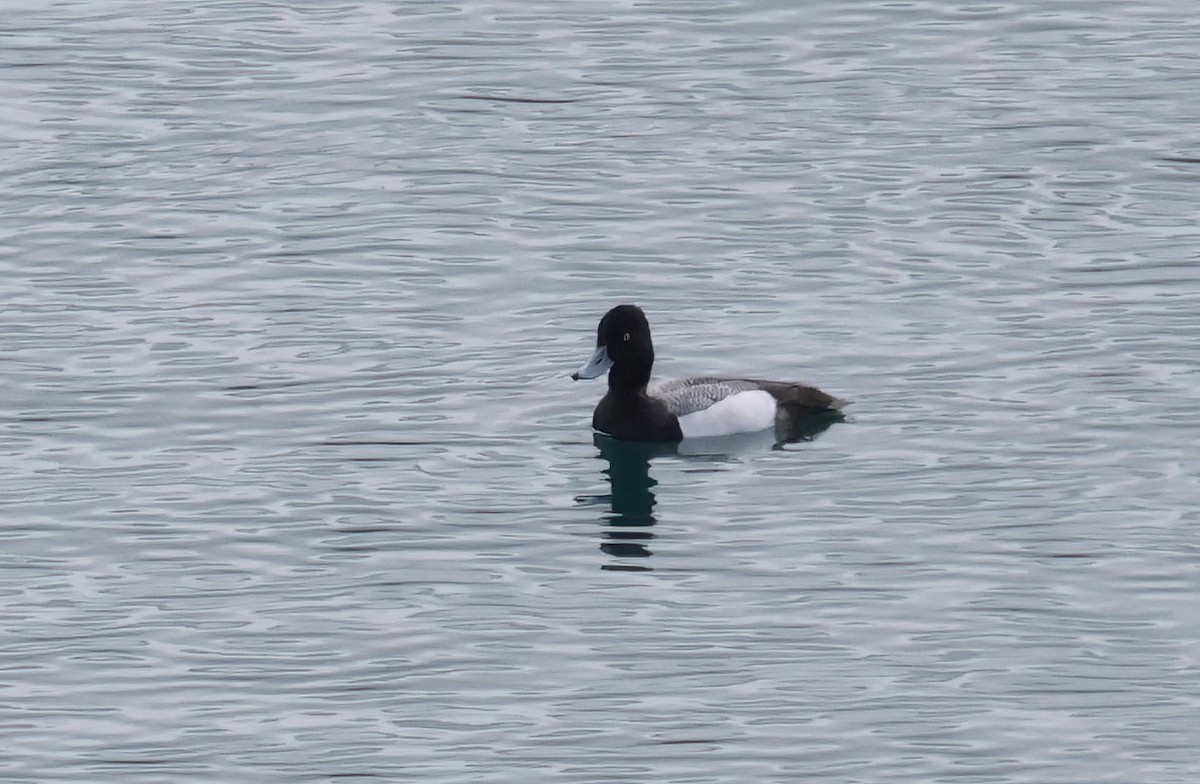 Lesser Scaup - Matthew Grube