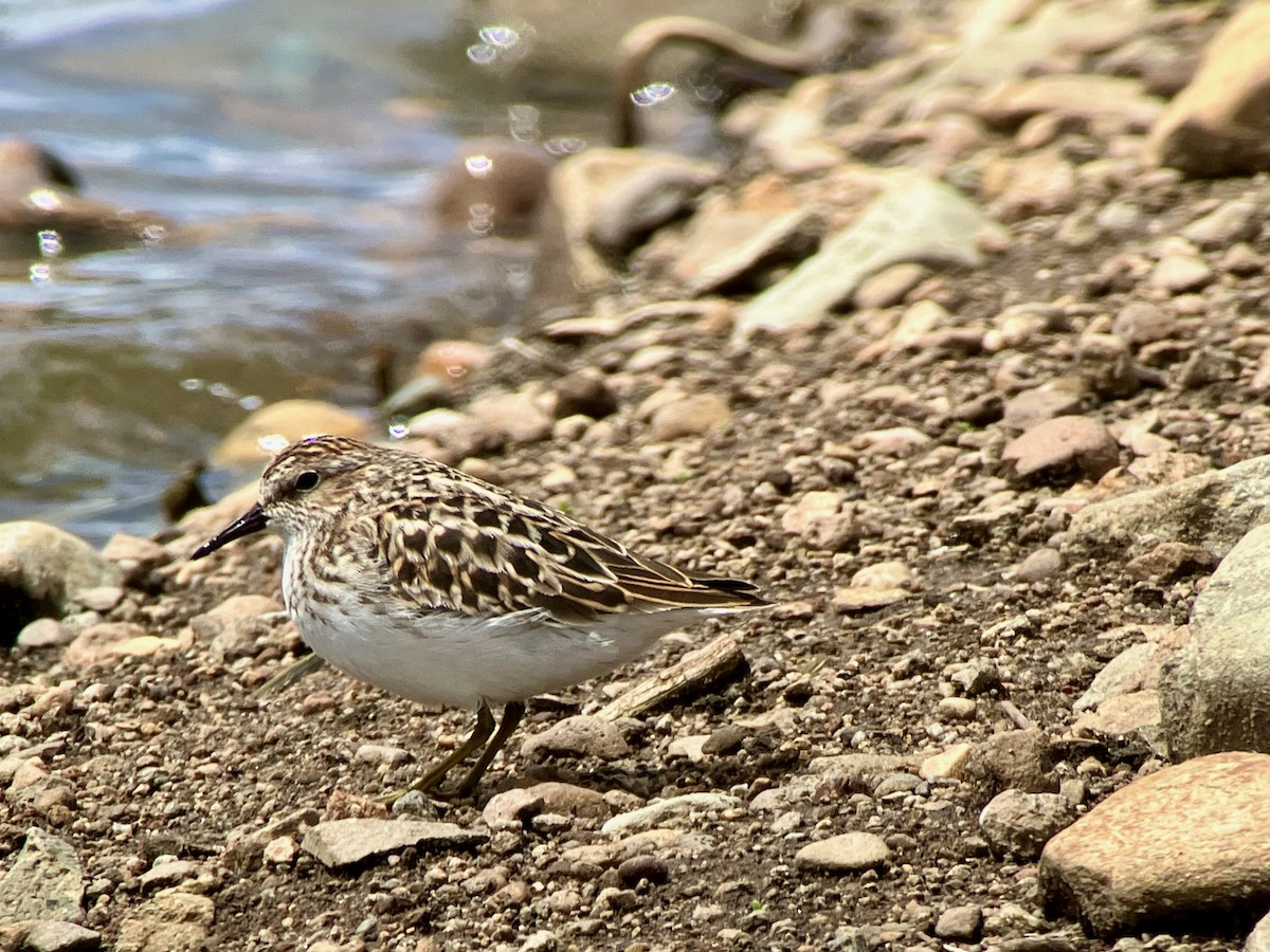 Least Sandpiper - Paul Hardy