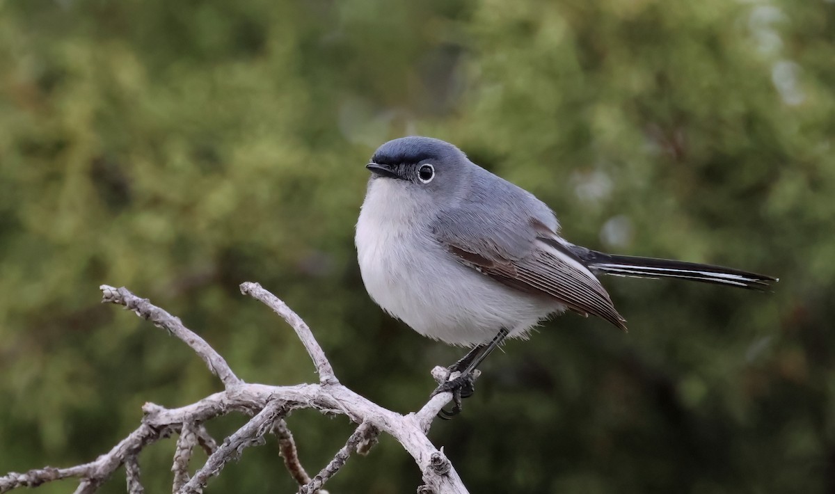 Blue-gray Gnatcatcher - Matthew Grube