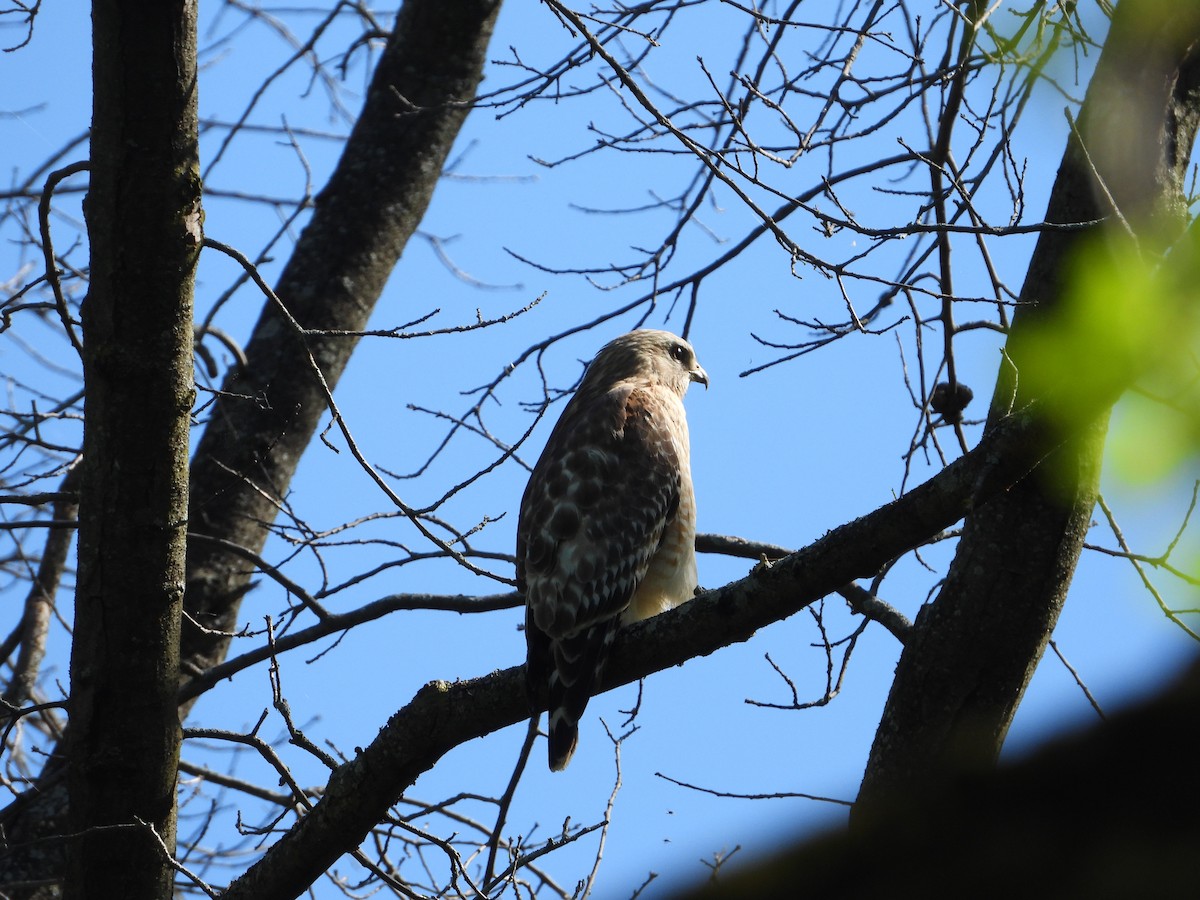 Red-shouldered Hawk - Chad Wilson