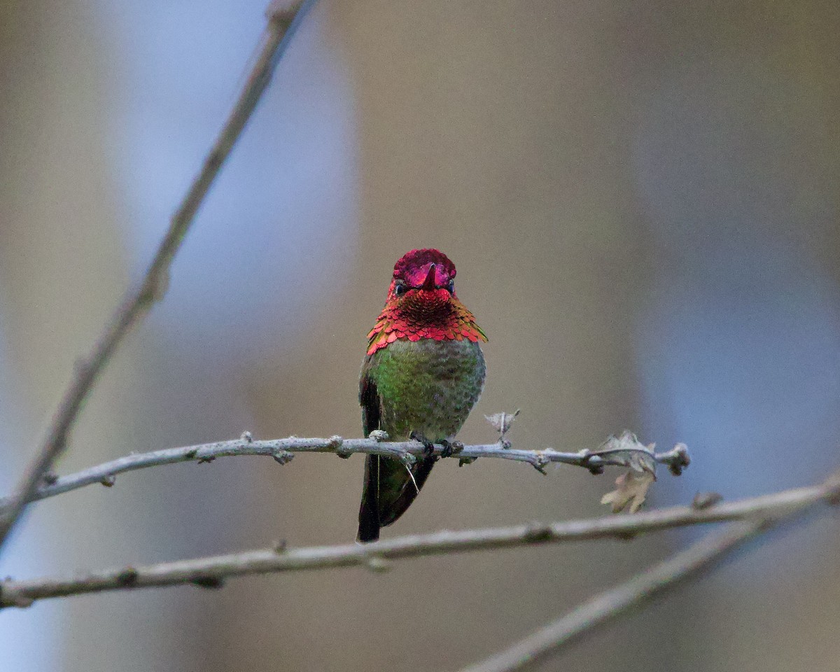 Anna's Hummingbird - ML618536445