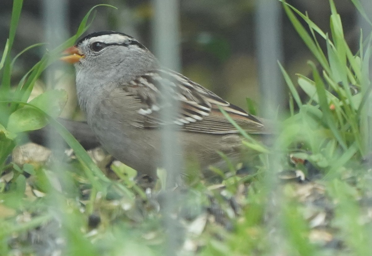 White-crowned Sparrow - Jim/Cathy Aichele/Nichols