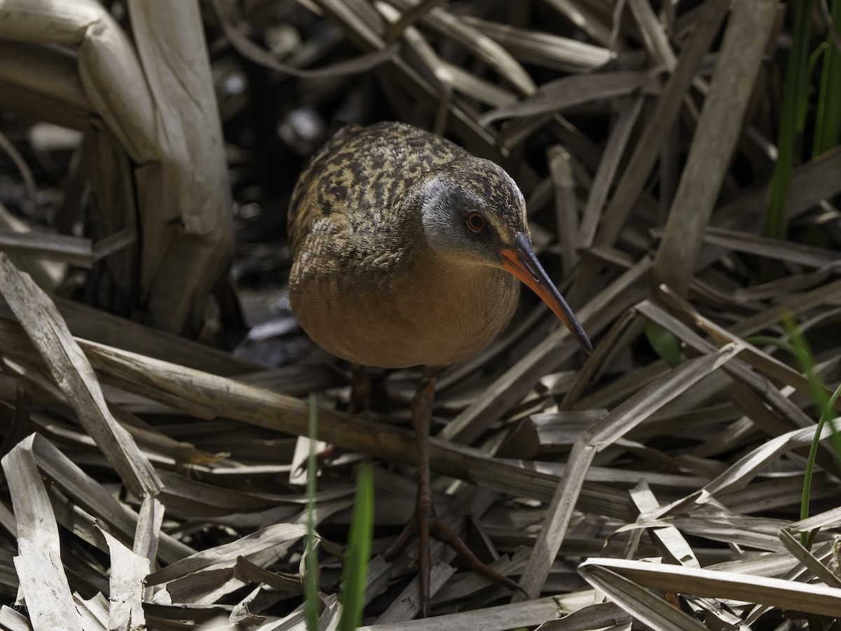 Virginia Rail - ML618536484