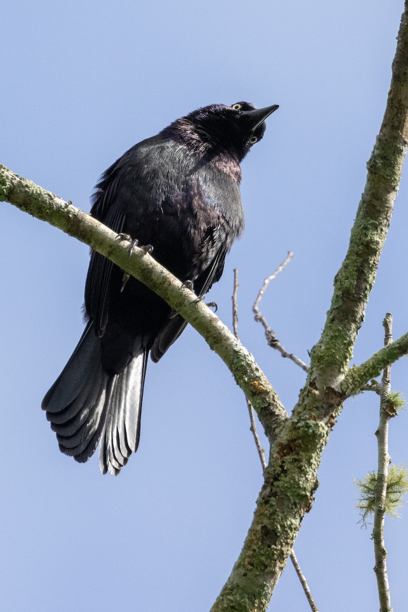 Common Grackle - ML618536498