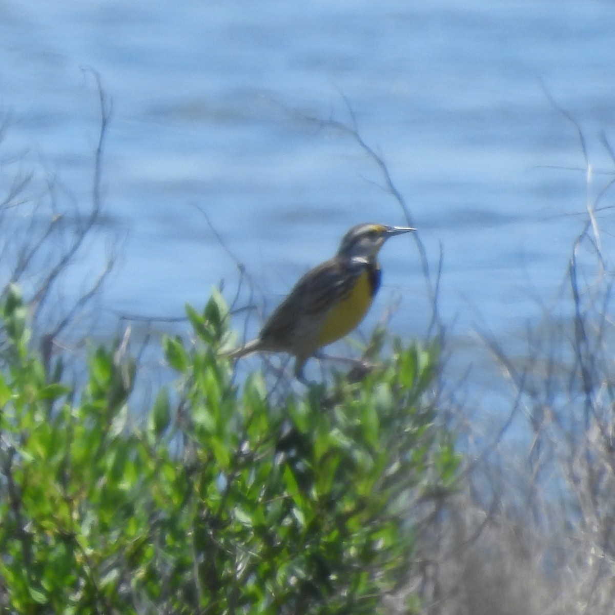 Eastern Meadowlark - Till Dohse