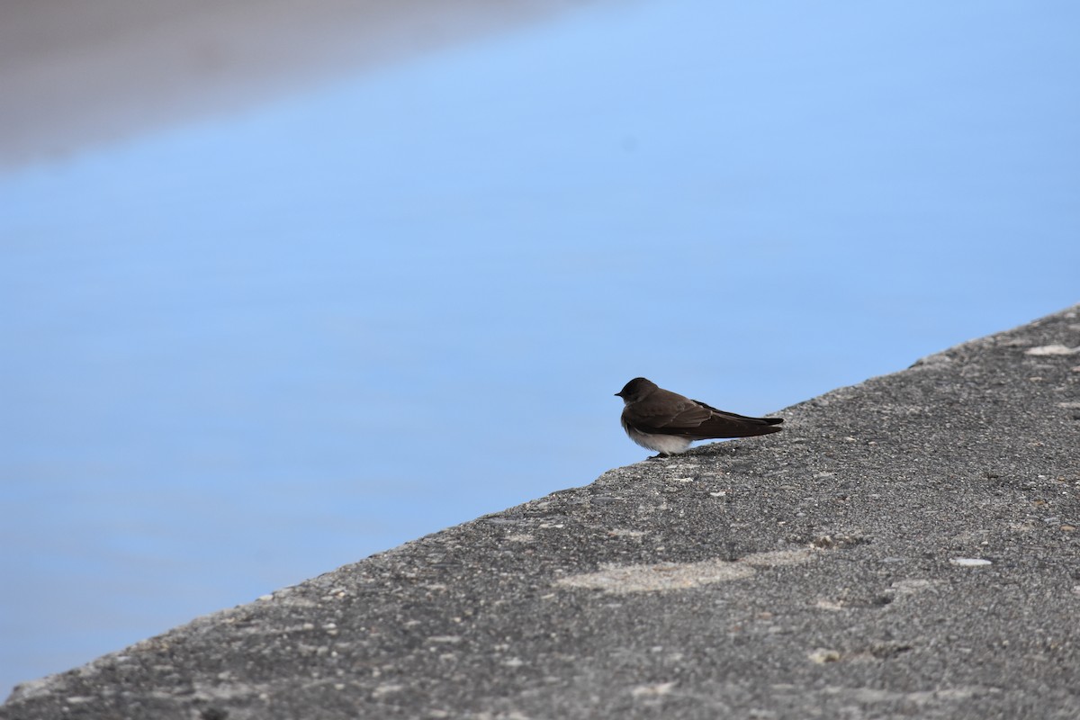 Northern Rough-winged Swallow - Charlie Ripp