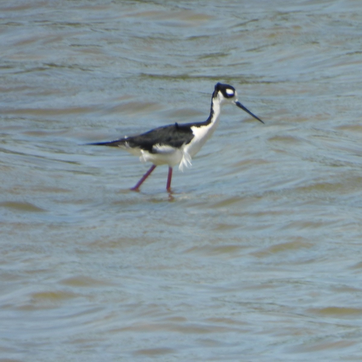 Black-necked Stilt - ML618536536