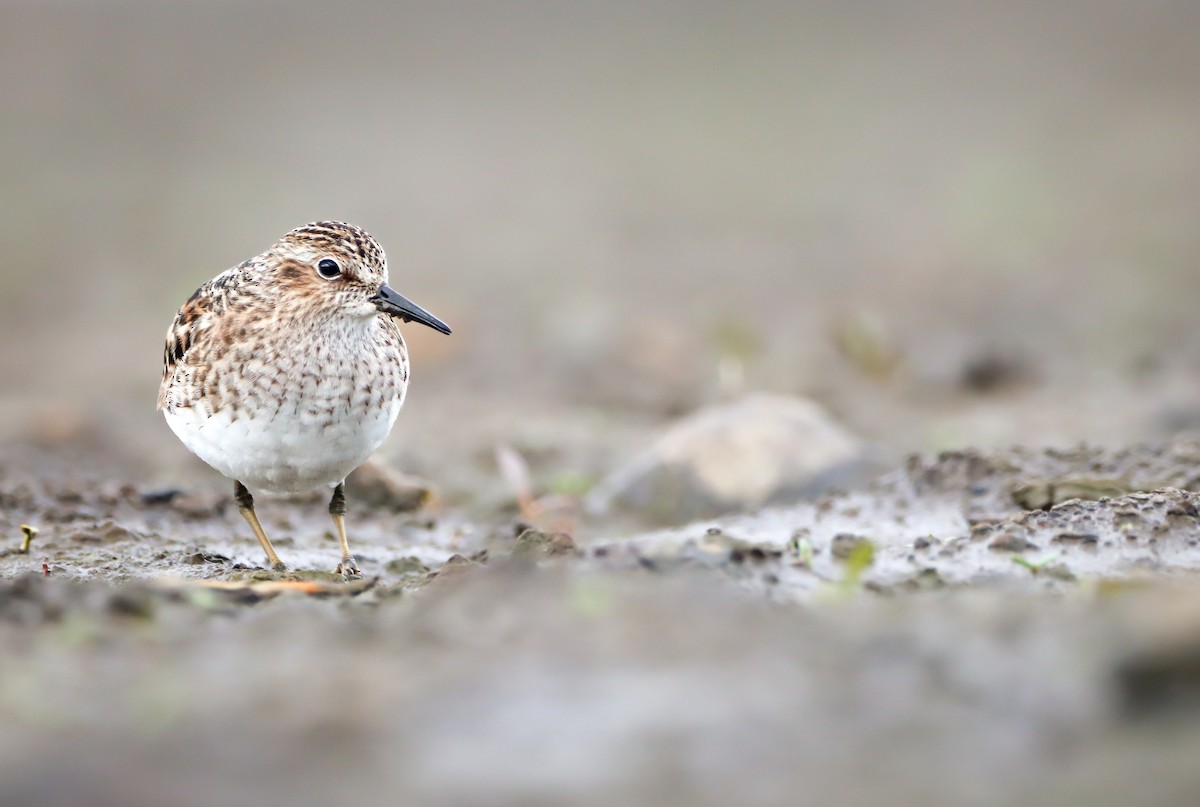 Least Sandpiper - ML618536547